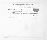Elsinoe violae image